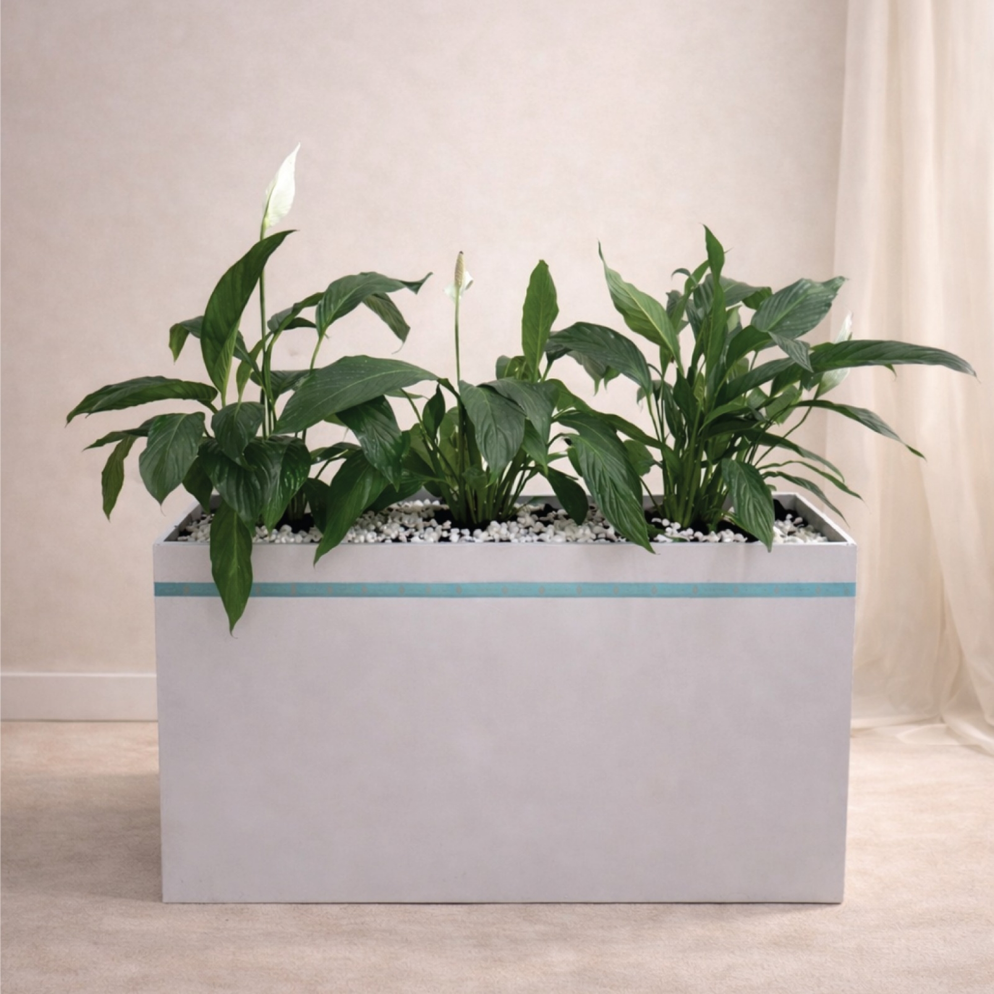 Picture of Indoor Partition Peace Lily (Spathiphyllum)